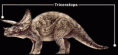 Triceratops